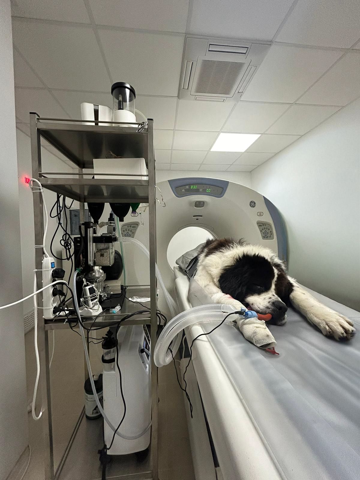 scanner_clinique_veterinaire_nay