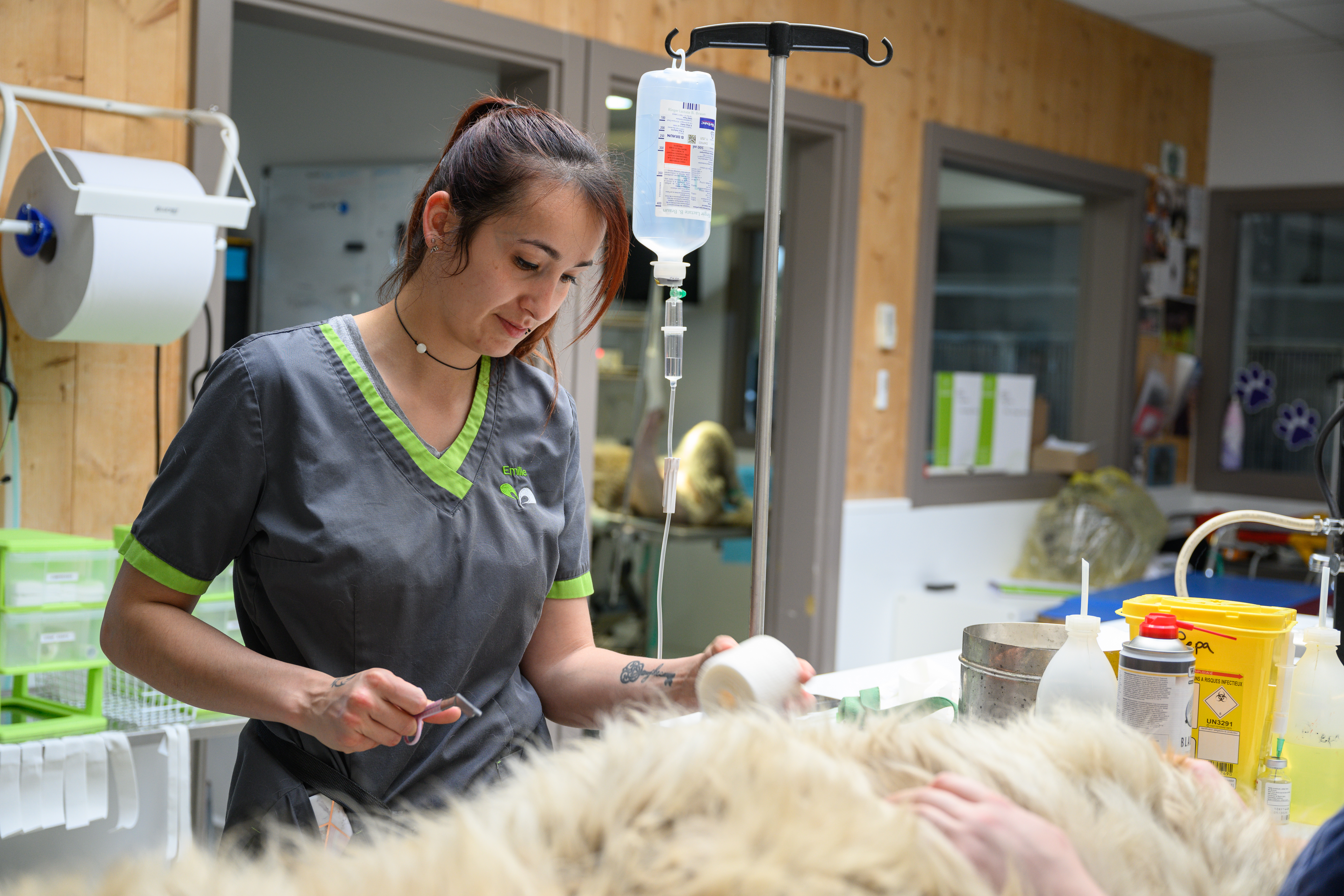 hospitalisation-animaux-soins-clinique-veterinaire-baudreix-bruges-lys