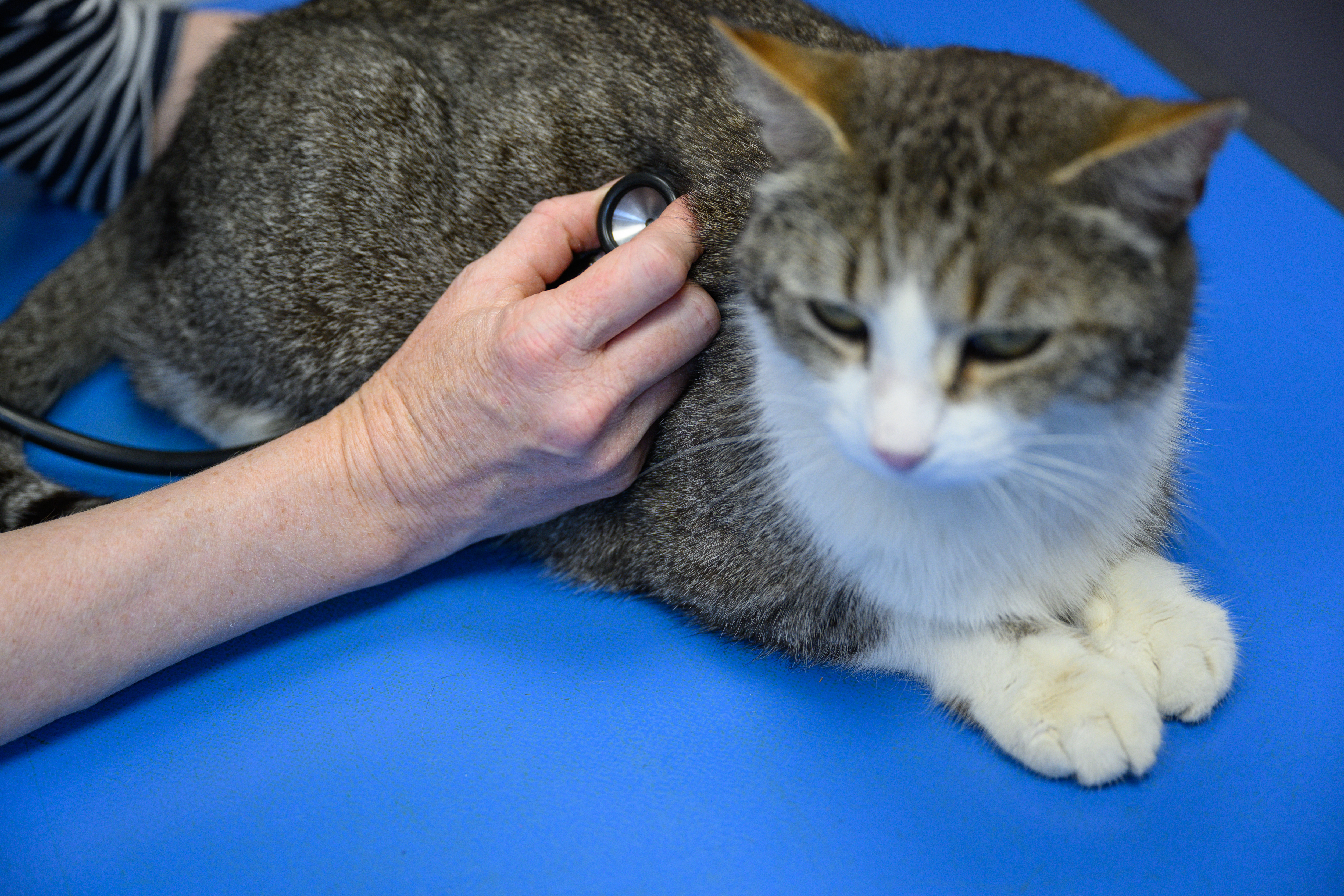 veterinaire-garde-hospitalisation-urgences-chein-chat-nac-mirepeix-pardies