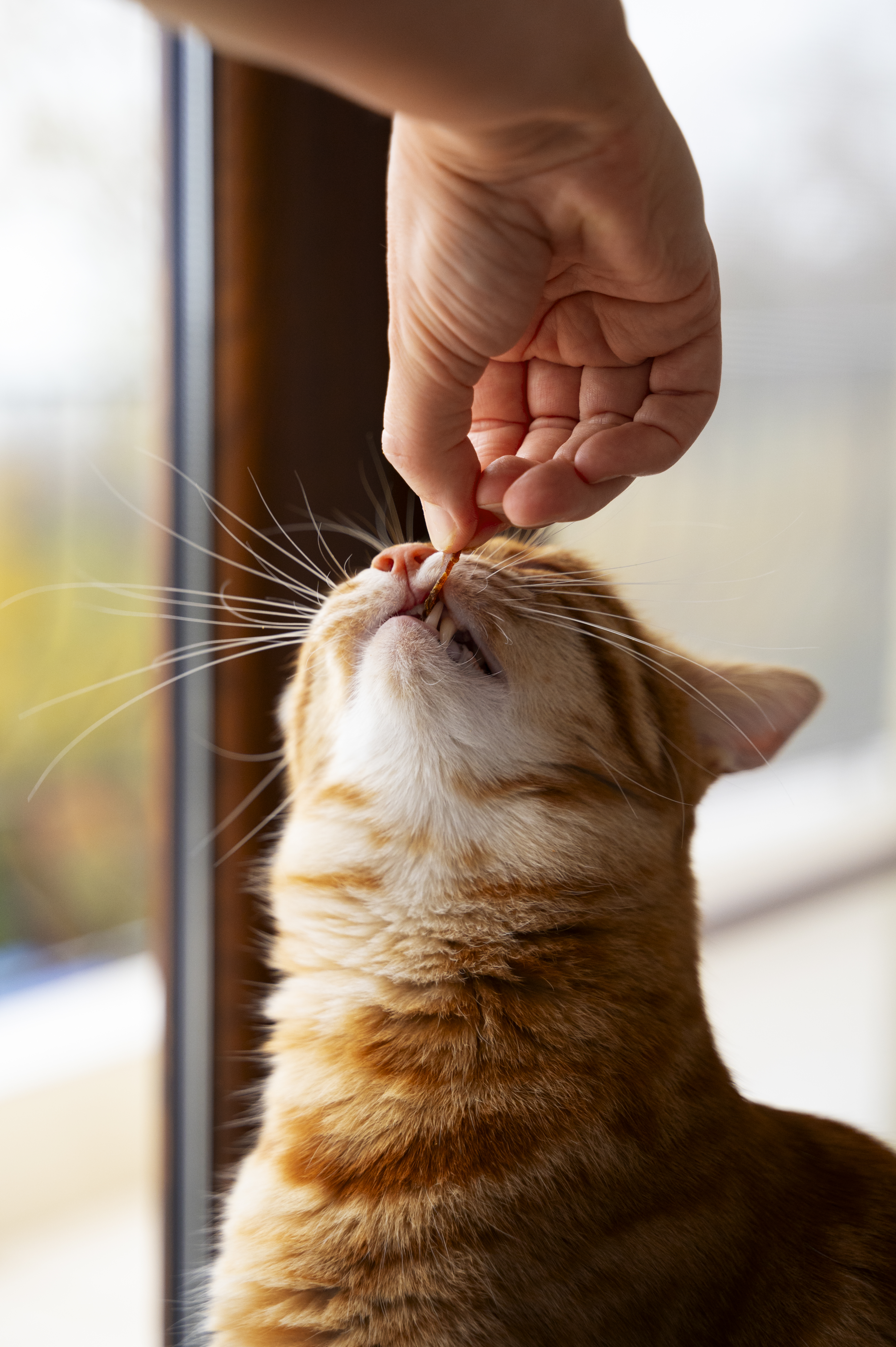 detartrage-animaux-chat-chien-pays-de-nay