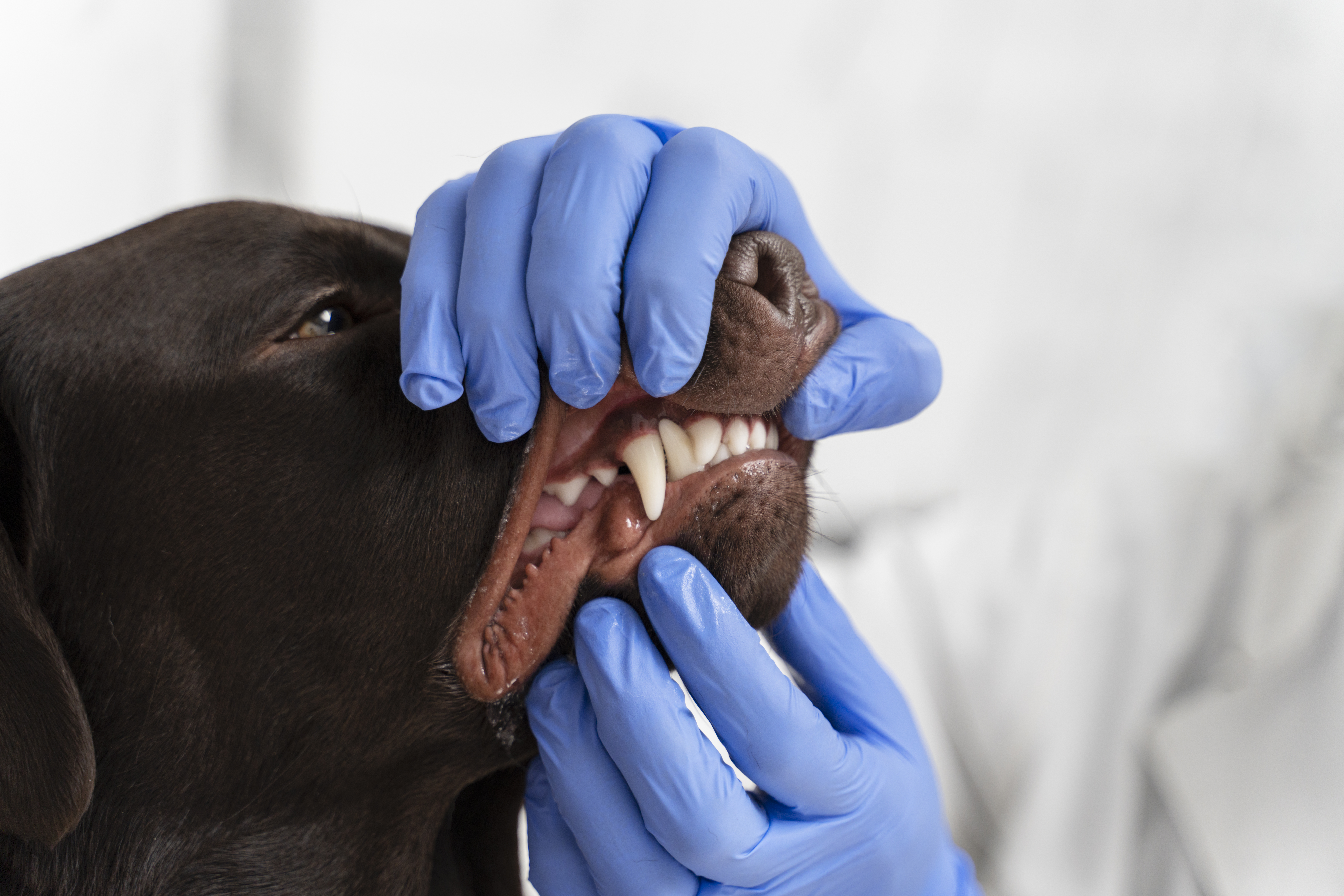 dentisterie-halisthose-tartre-abces-pau-nay