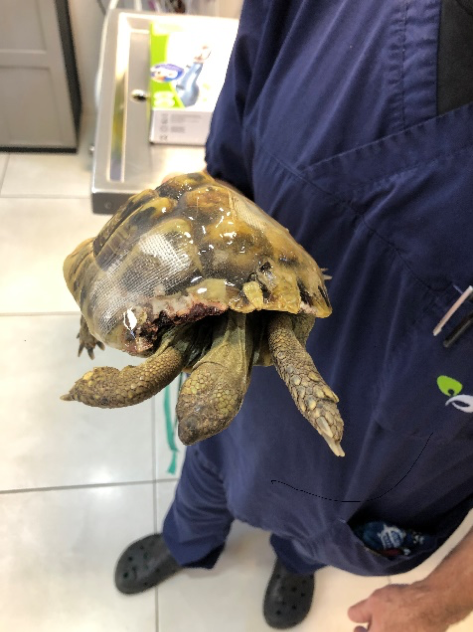 tortue-eprruche-poule-veterinaire
