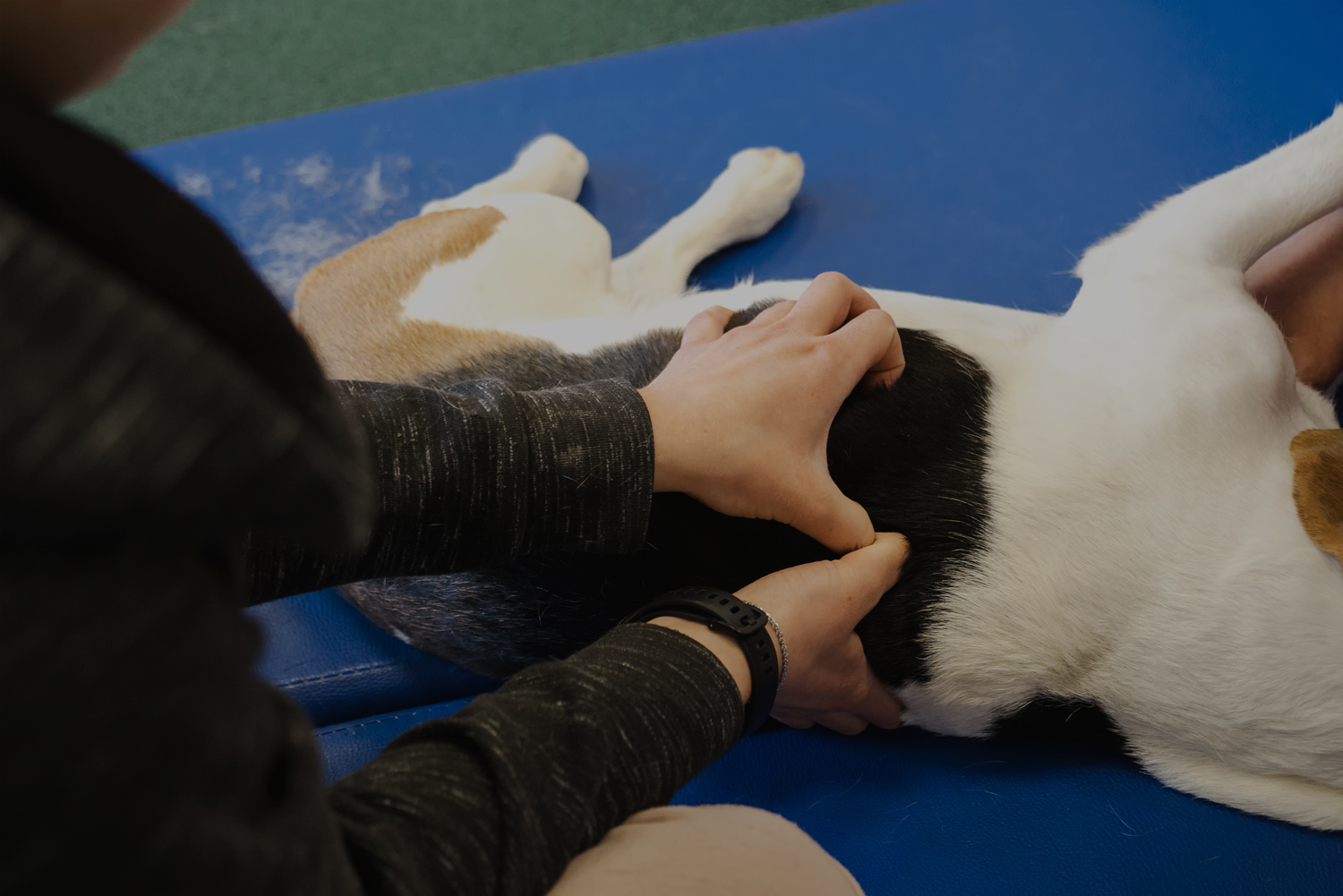 clinique_veterinaire_comportement-nay-pau